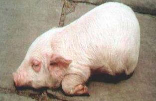 这种病要注意!!猪水肿病的症状与防治!