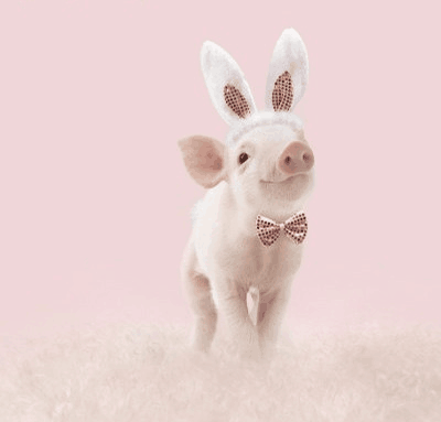 红糖在养猪中8点妙用,用对就可在猪病治疗中显奇效!