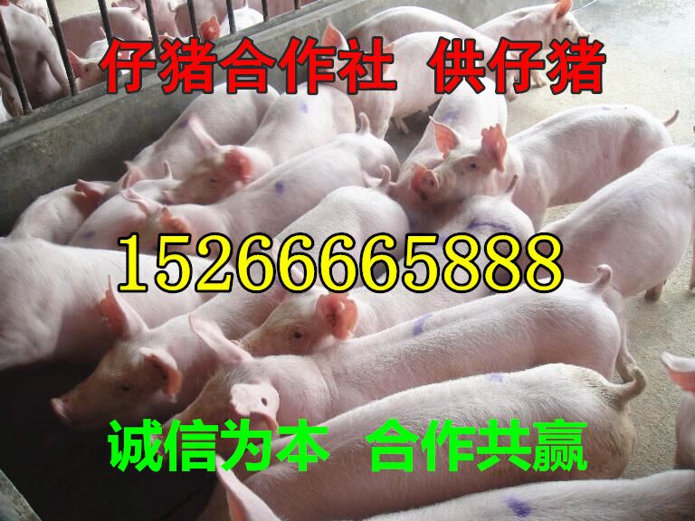 山东仔猪价格行情15266665888