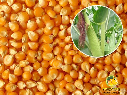 饲料厂李经理求购玉米大豆麸皮高粱等