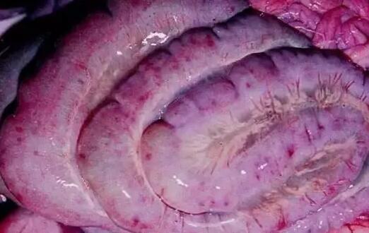 仔猪水肿病和猪伪狂犬病你真的能分得清吗?