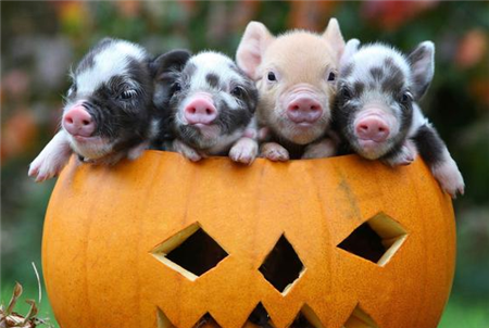 养猪生产中一种你可能忽略的病,要知晓!