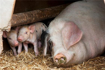 ”猪高热病“没治?不是!看中兽医是这么治疗猪高热病的!