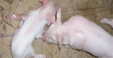 猪伪狂犬为什么越来越常见了?这4点你是不是也中招了?