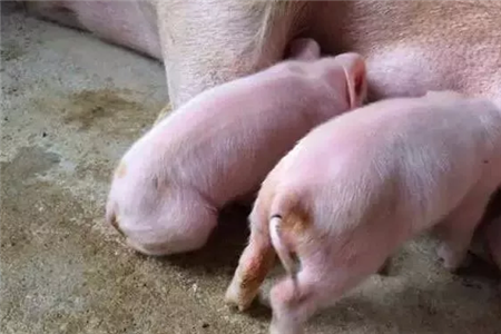 仔猪边吃边拉,可能患了这些病,得赶紧治 !