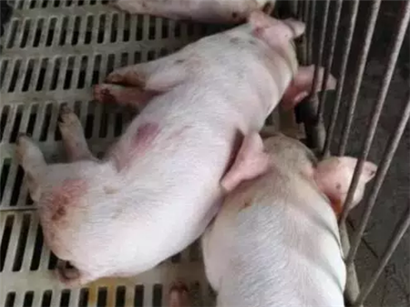 为何刚出生的小猪拉稀止不住?根源在母猪