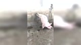 现在养猪没点才艺也不行!这只猪被训练的成精了!