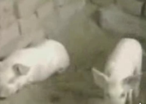 猪病防治(八)仔猪白痢