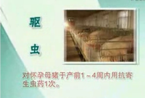 常见猪病防治2