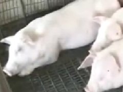 猪病防治技术与病理变化1