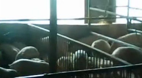 建设养电子游艺网站