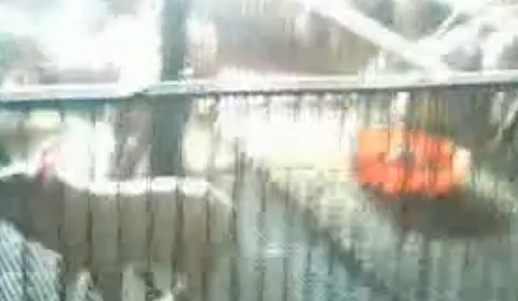 发酵床养猪电子游艺网站
建造