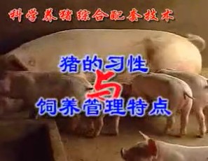 科学养猪综合配套技术(一)