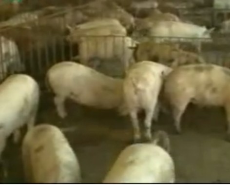 科学养猪综合配套技术(三)