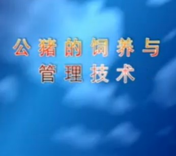 公猪的饲养与管理技术(上)