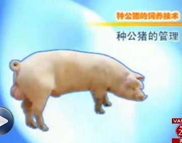 公猪的饲养与管理技术(下)