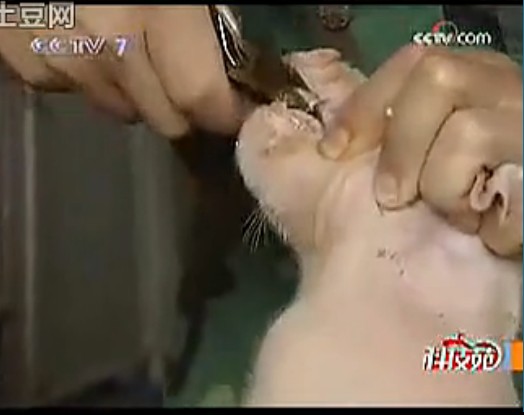 母猪产后的预防与管理