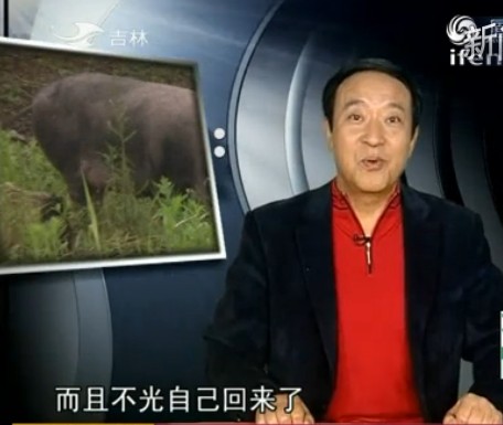 杂交配出黄金种(2)