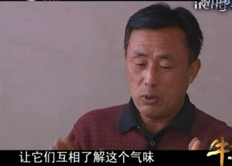 杂交配出黄金种(6)