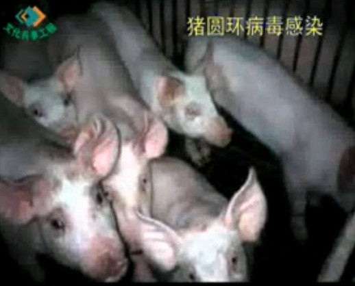 猪病防治技术2(新伟科种猪)