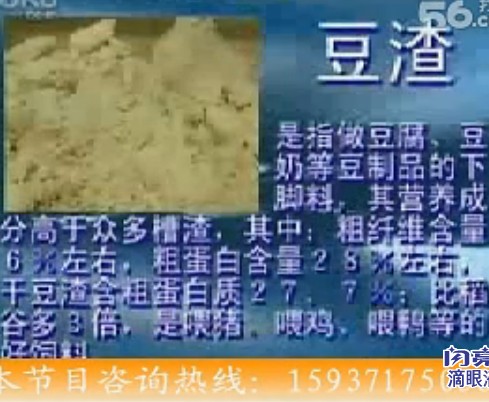 如何用豆渣发酵养猪