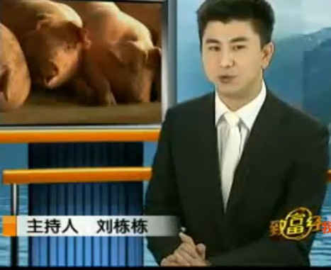 生猪补栏有玄机