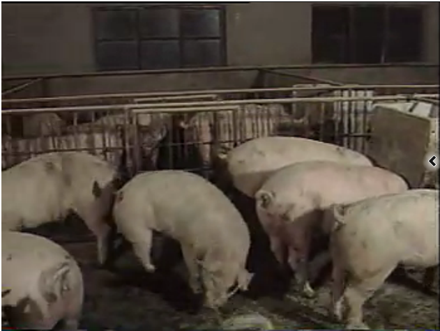 秸秆养猪精彩视频
