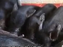 电子游艺网站
僵猪脱僵方法