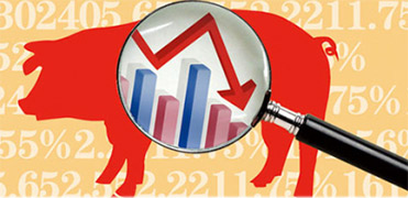 猪周期新陈交替猪价破8!