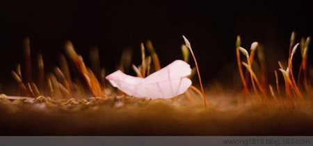 白岩松：停下来，等一等灵魂！