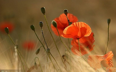 林清玄：生命如花，愿自己的心如花一般绽放