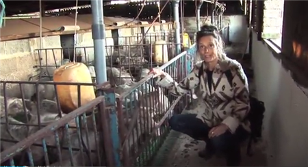 女侯爵深夜潜伏进农场 冒着危险 就是为了猪？！