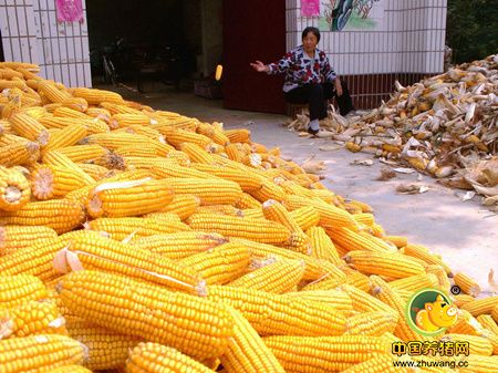 南方新玉米已吹响上市“号角”！
