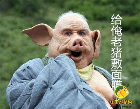 说事段子猪：污水直排电子游艺网站
强制搬迁 突发大火肥猪惨被烤焦