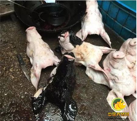 说事段子猪：污水直排电子游艺网站
强制搬迁 突发大火肥猪惨被烤焦