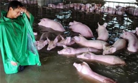 说事段子猪：“妮妲”来袭电子游艺网站
防遭灾 臭肉高挂食用三十年 