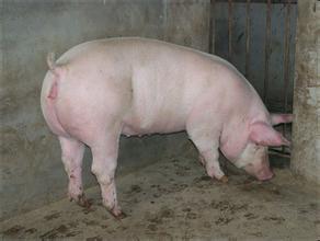 妊娠母猪为什么容易便秘？ 便秘之后该如何治疗？