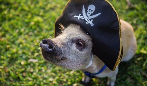 快来看！巴西养猪人是如何使用诊断法确认疾病的？