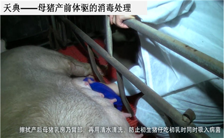 乳猪管理的核心要点