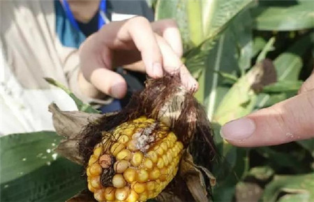 农业部、中科院齐发声：大豆、玉米或成转基因产业化的突破口！