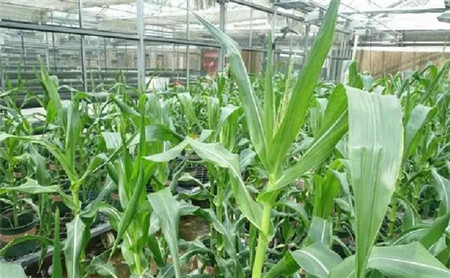 农业部、中科院齐发声：大豆、玉米或成转基因产业化的突破口！