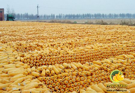 权威发布：玉米价格将跌至10年前水平，速来围观！