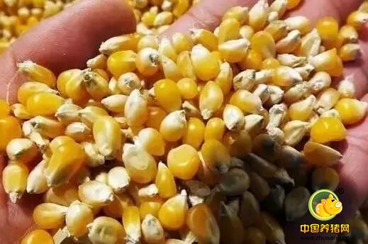 近红外光谱法，饲料质量检测新方法？！