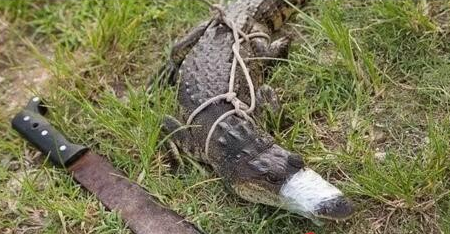 恐怖！屠夫将猪血和内脏倒入湖里 引来“吃人恶魔”！