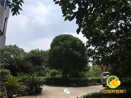 说实话、做实事、以猪为本、传递正能量 思想着的草根养猪人