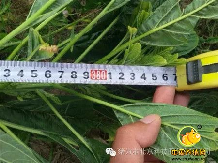 说实话、做实事、以猪为本、传递正能量 思想着的草根养猪人