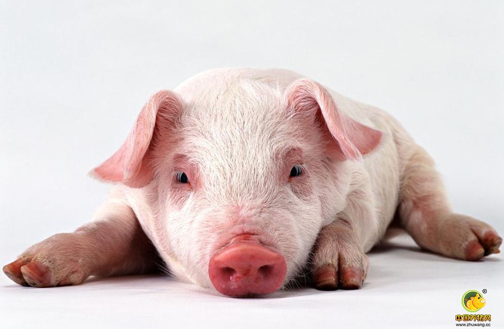 哺乳期小猪这样管理防腹泻不花钱！