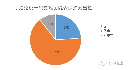 颠覆传统观念，猪瘟一次免疫就能保护仔猪到出栏？