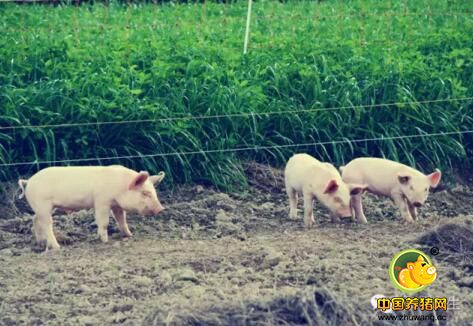 当前电子游艺网站
疫苗免疫程序制定存在的一些误区