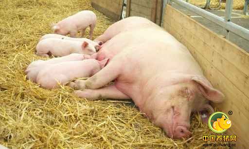 万头电子游艺网站
，你用了多少母猪？